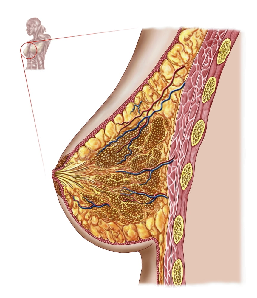 Anatomy of the female breast Canvas Art - Stocktrek Images (27 x 31)