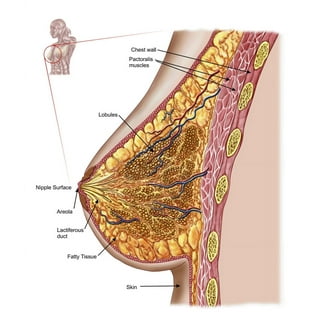 Female Anatomy Art