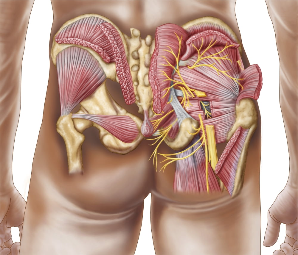 Anatomy of the gluteal muscles in the human buttocks Canvas Art - Stocktrek Images (16 x 14)