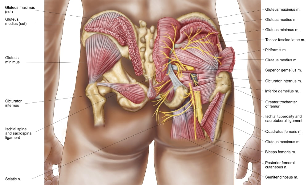 Anatomy of the gluteal muscles in the human buttocks Canvas Art - Stocktrek Images (36 x 22)