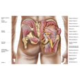 thumbnail image 1 of Anatomy of the gluteal muscles in the human buttocks Poster Print, 1 of 2
