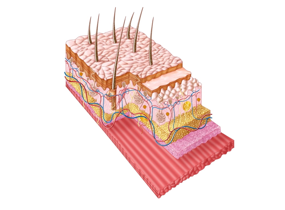 Anatomy of the human skin Canvas Art - Stocktrek Images (17 x 13)