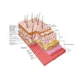 thumbnail image 1 of Anatomy of the human skin Poster Print, 1 of 2