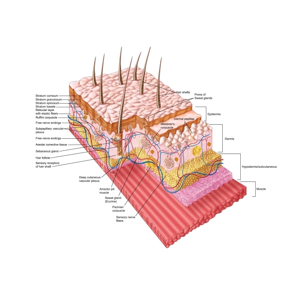 Anatomy of the human skin Poster Print Walmart com Anatomy of the human skin Poster Print Walmart com
