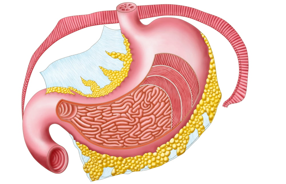 Anatomy of the human stomach Canvas Art - Stocktrek Images (35 x 23)
