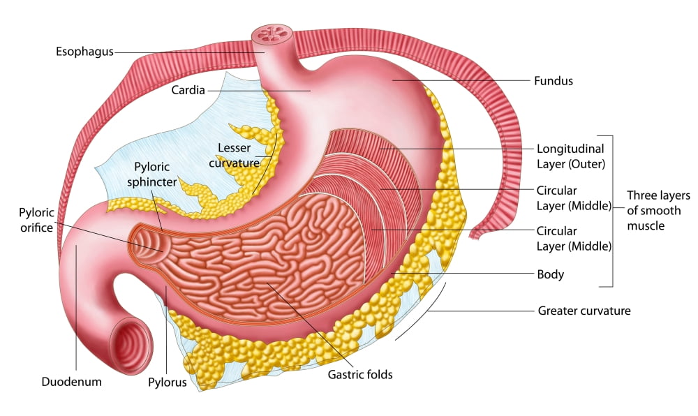 Anatomy of the human stomach Canvas Art - Stocktrek Images (37 x 22)