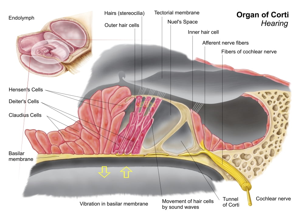Anatomy of the organ of Corti part of the cochlea of the inner ear Canvas Art - Stocktrek Images (17 x 12)