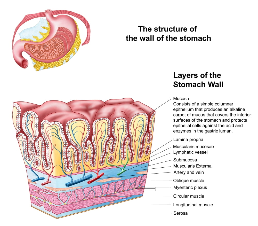 Anatomy of the structure and layers of the stomach wall Canvas Art - Stocktrek Images (16 x 14)