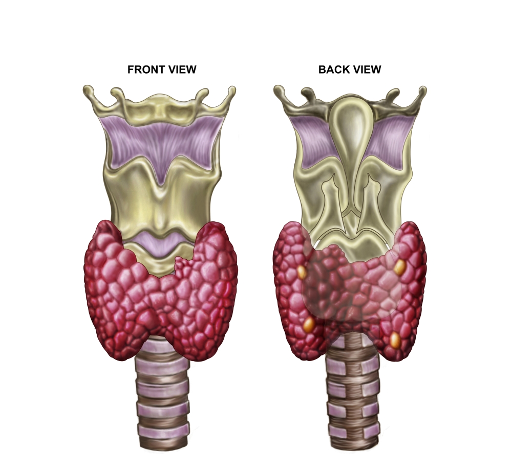 Anatomy of thyroid gland with larynx & cartilage Canvas Art - Stocktrek Images (30 x 28)