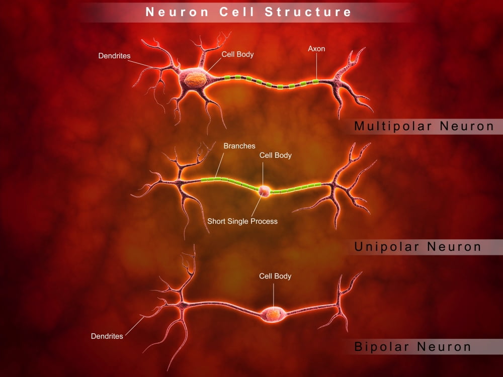 Anatomy structure of neurons Canvas Art - Stocktrek Images (17 x 13)