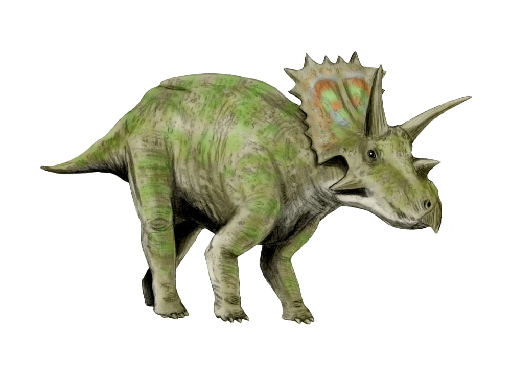 Anchiceratops dinosaur Canvas Art - Nobumichi TamuraStocktrek Images (17 x 13)