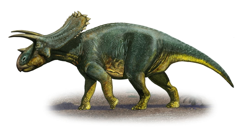 Anchiceratops ornatus a prehistoric era dinosaur Canvas Art - Sergey KrasovskiyStocktrek Images (19 x 11)