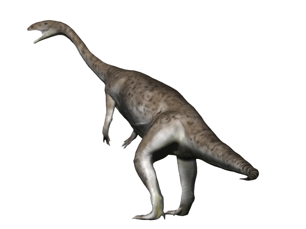 Anchisaurus dinosaur Canvas Art - Nobumichi TamuraStocktrek Images (33 x 25)