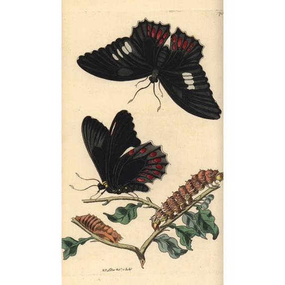 Anchises Cattleheart Butterfly, Parides Anchises Poster Print By ® Florilegius Mary Evans (24 X 36)