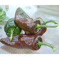 thumbnail image 1 of Ancho Poblano Pepper Plant - Most Popular Chile - 2.5" Pot, 1 of 1
