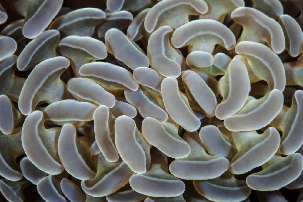 Anchor coral grows on a reef in Indonesia Canvas Art - Ethan DanielsStocktrek Images (34 x 23)