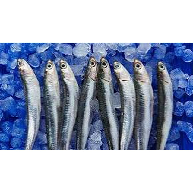 Anchovies Frozen Ocean