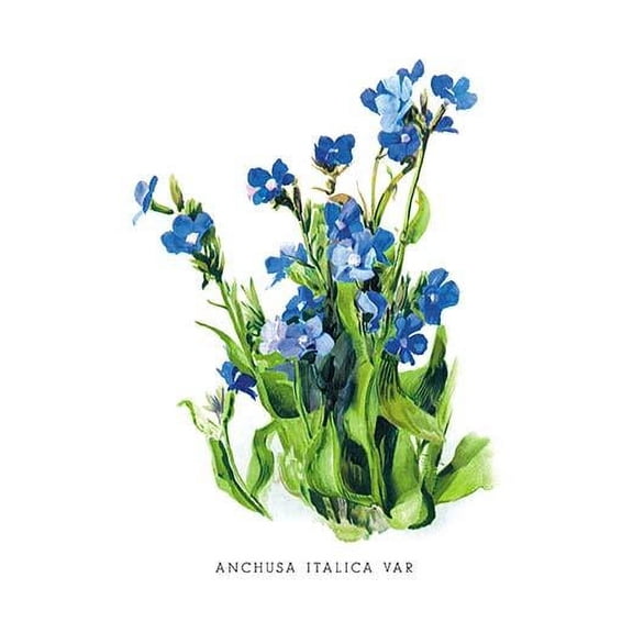 Anchusa Italica Var Fine art canvas print (20" x 30")