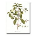 thumbnail image 1 of Ancient American Flora IV 8 in x 12 in Painting Canvas Art Print, by Designart, 1 of 4