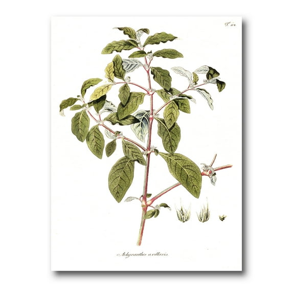 Ancient American Flora IV 8 in x 12 in Painting Canvas Art Print, by Designart