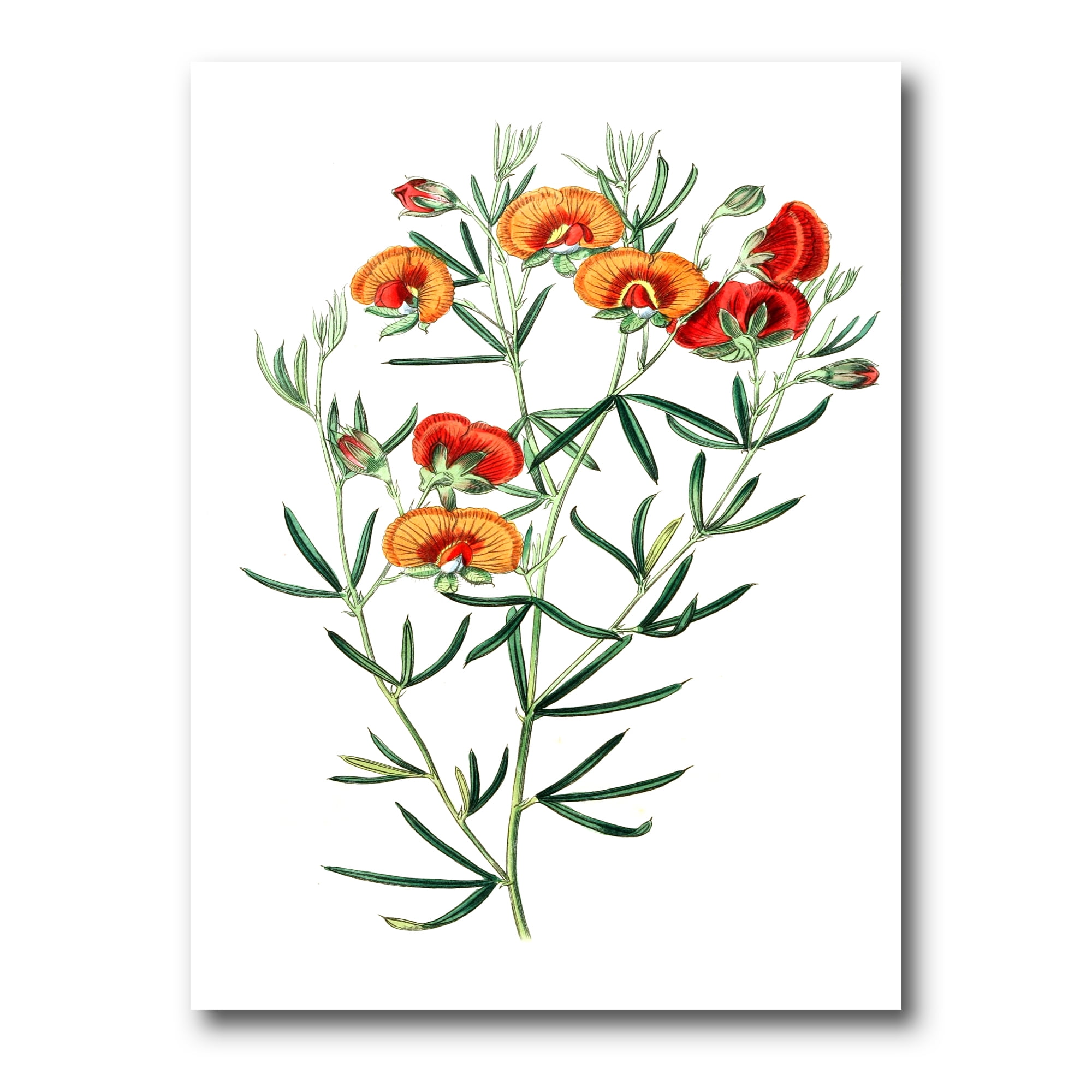 Ancient American Flora VIII 8 in x 12 in Painting Canvas Art Print, by Designart