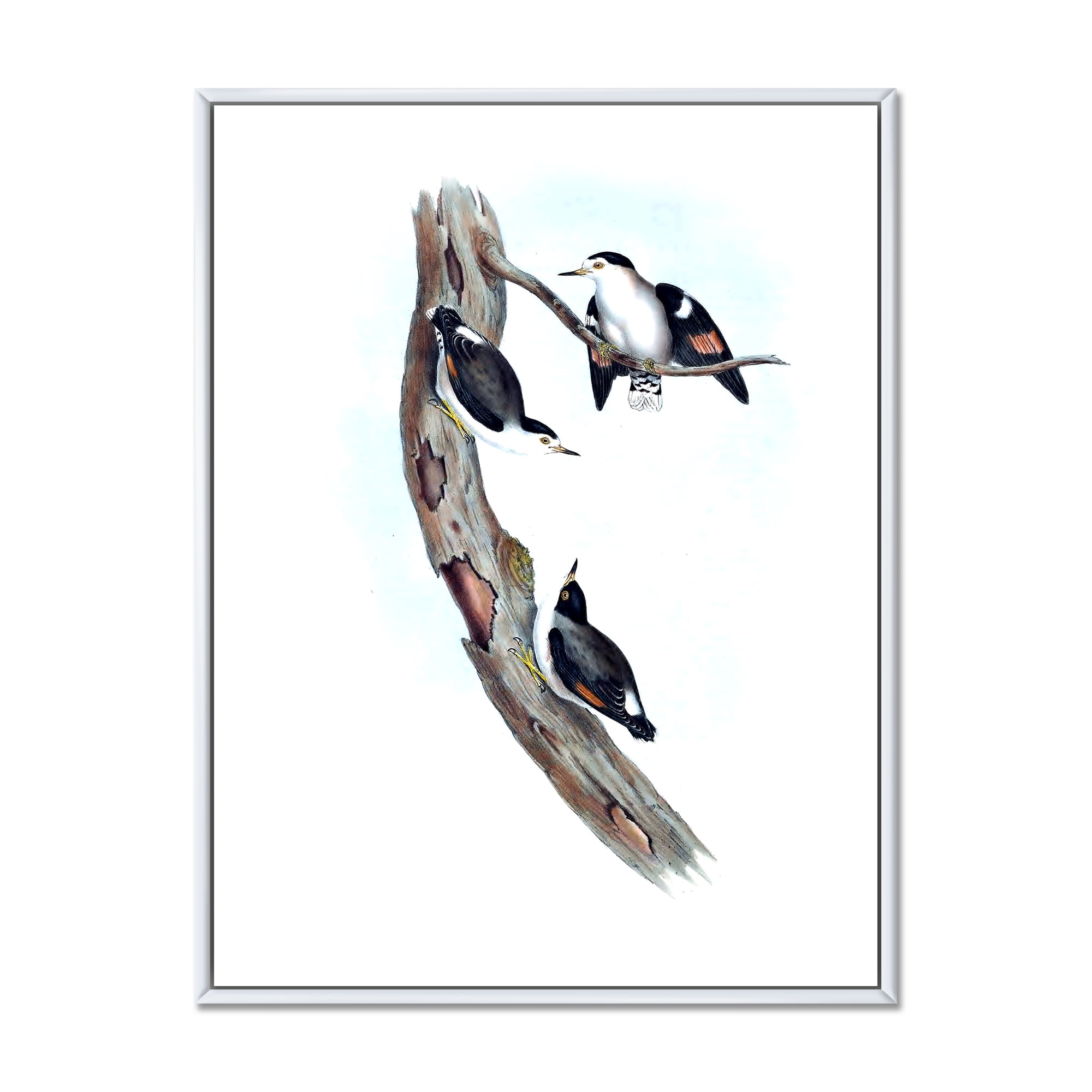 Ancient Australian Bird Illustrations I 16 in x 32 in Framed Painting Canvas Art Print, by Designart