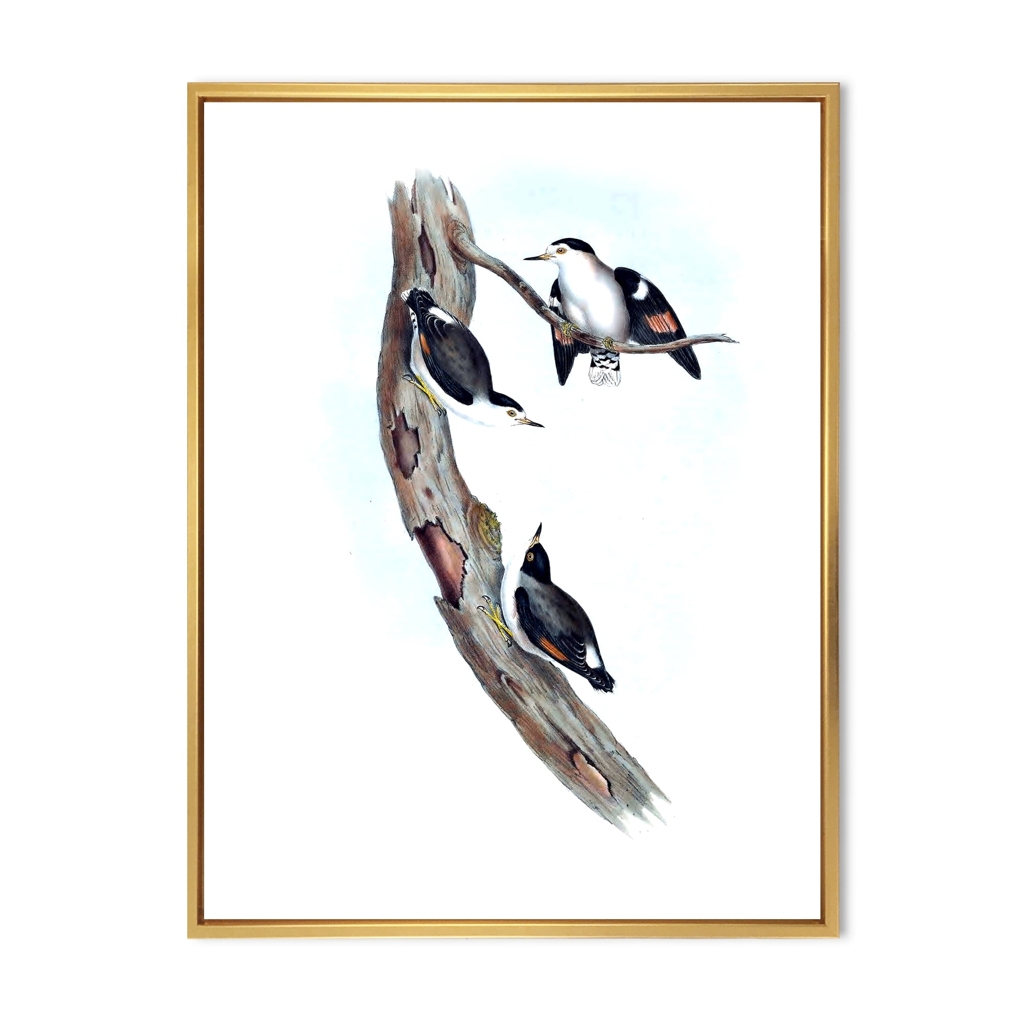 Ancient Australian Bird Illustrations I 16 in x 32 in Framed Painting Canvas Art Print, by Designart
