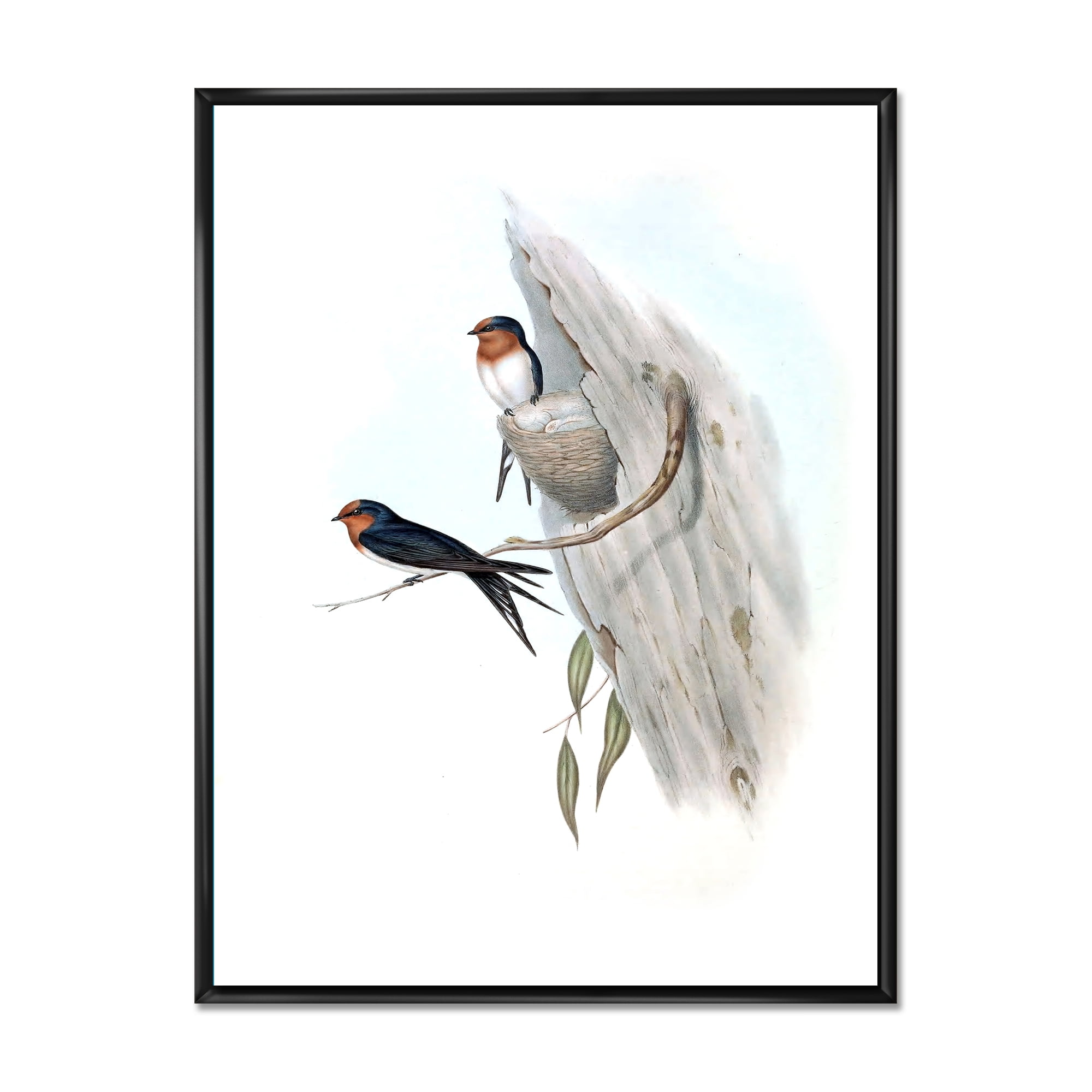 Ancient Australian Bird Illustrations II 16 in x 32 in Framed Painting Canvas Art Print, by Designart