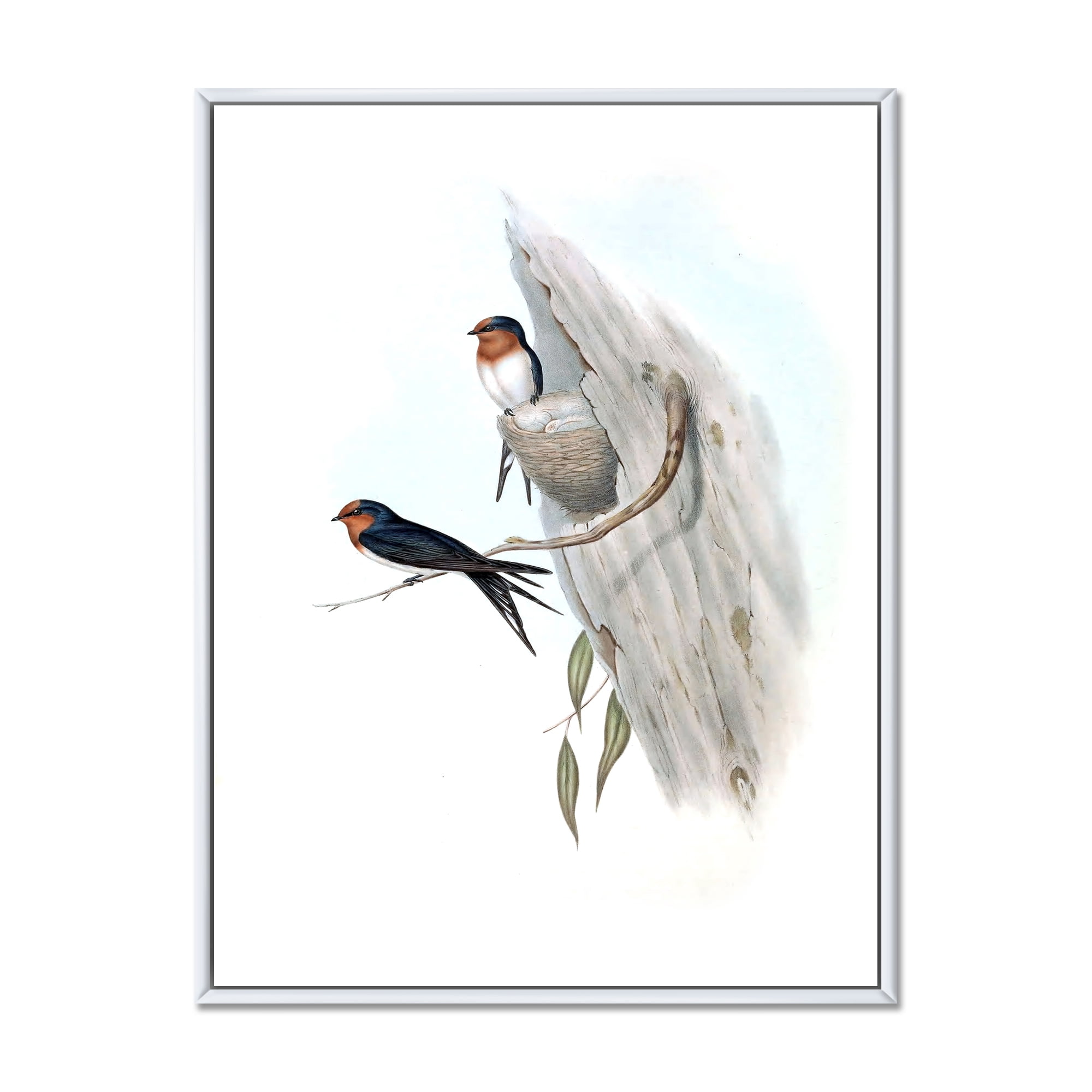 Ancient Australian Bird Illustrations II 24 in x 32 in Framed Painting Canvas Art Print, by Designart