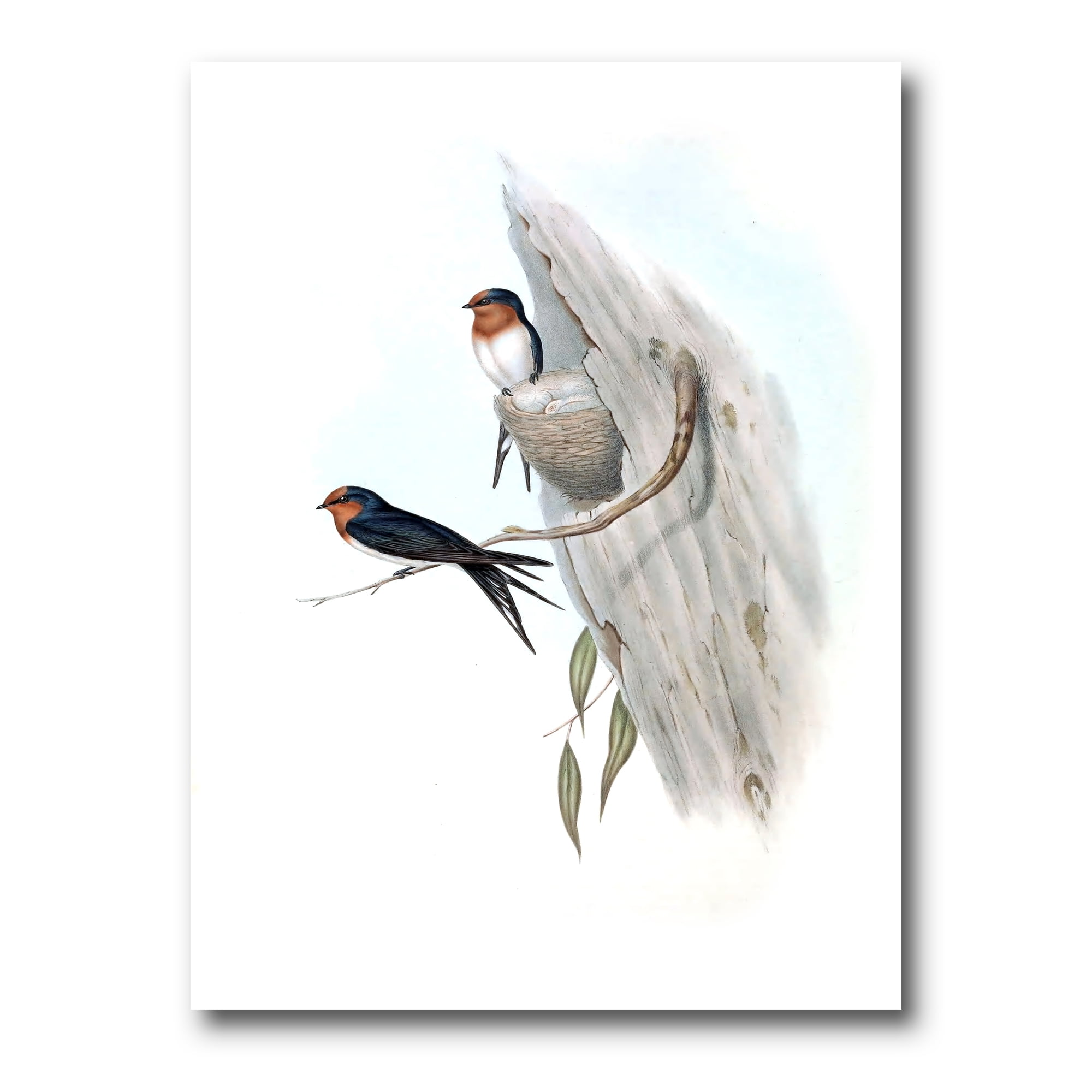 Ancient Australian Bird Illustrations II 8 in x 12 in Painting Canvas Art Print, by Designart