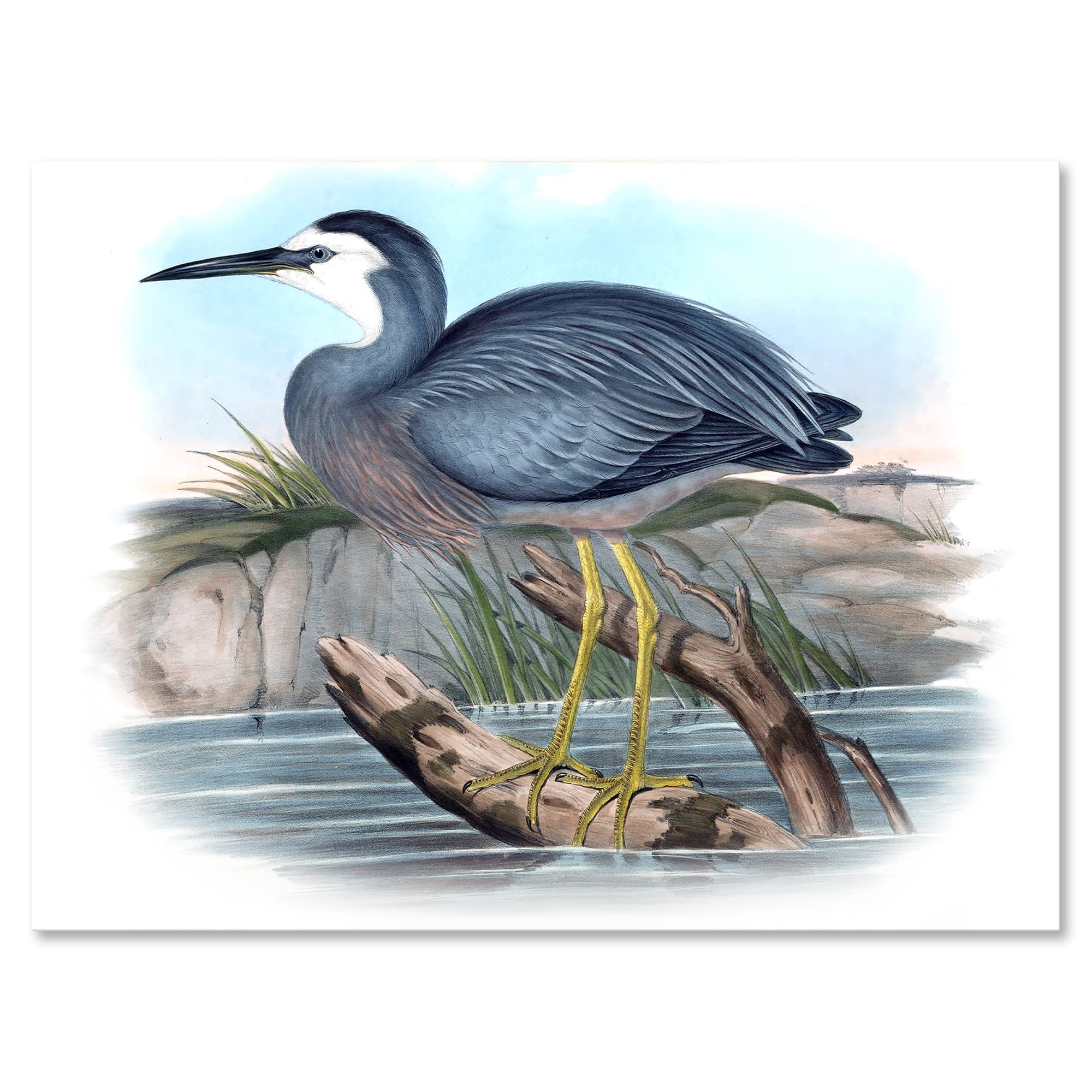 Ancient Australian Birds II 12 in x 8 in Painting Canvas Art Print, by Designart