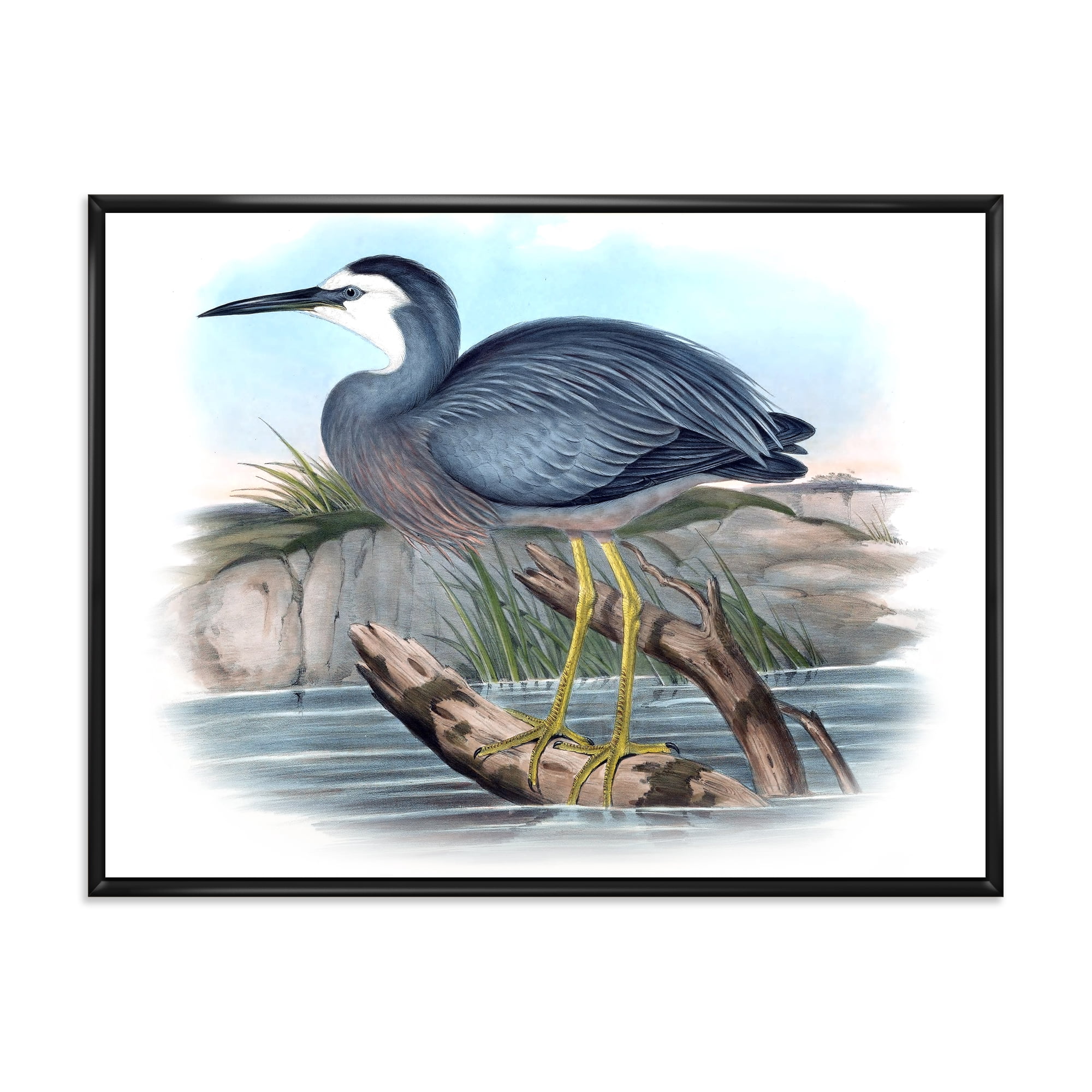 Ancient Australian Birds II 32 in x 16 in Framed Painting Canvas Art Print, by Designart