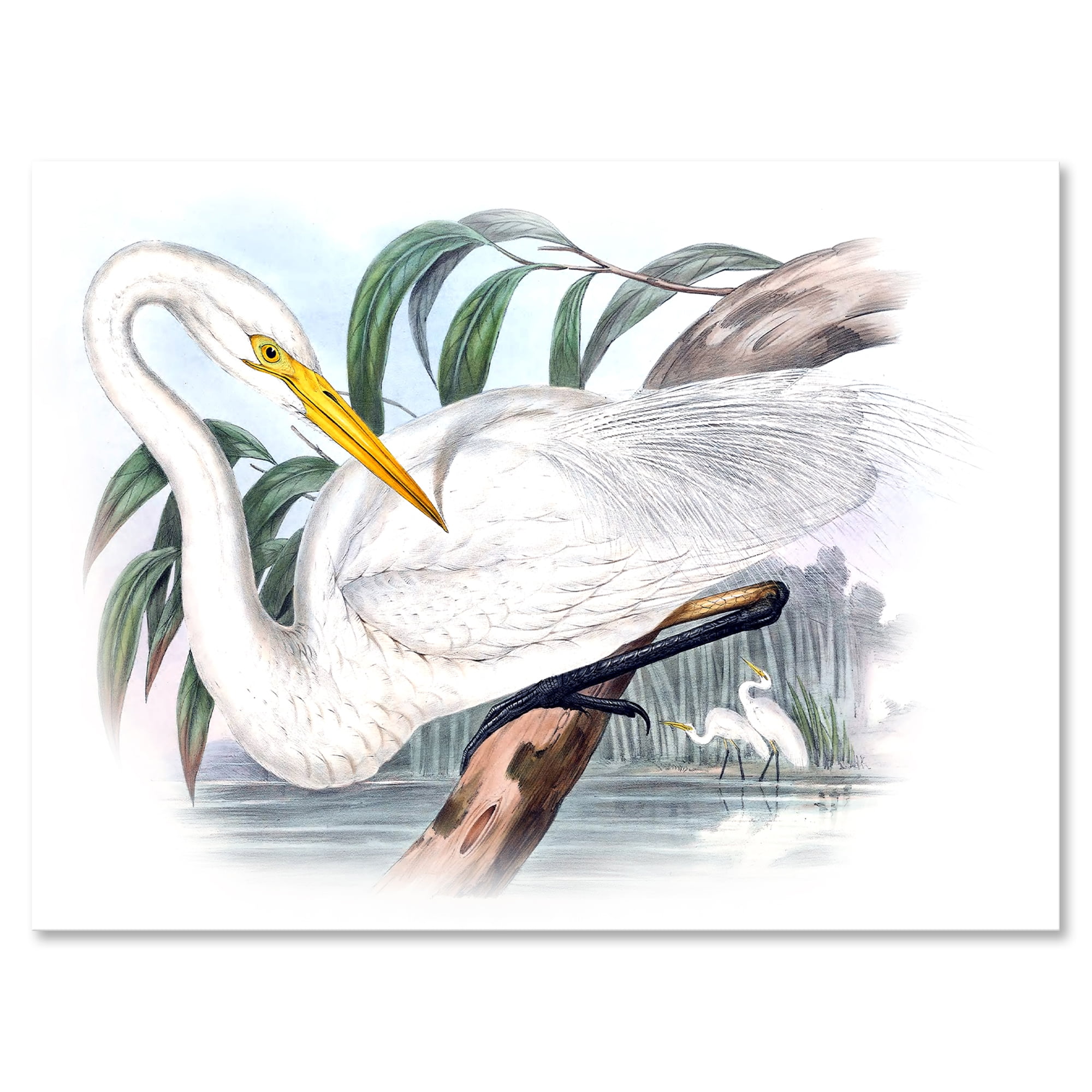 Ancient Australian Birds IV 8 in x 12 in Painting Canvas Art Print, by Designart