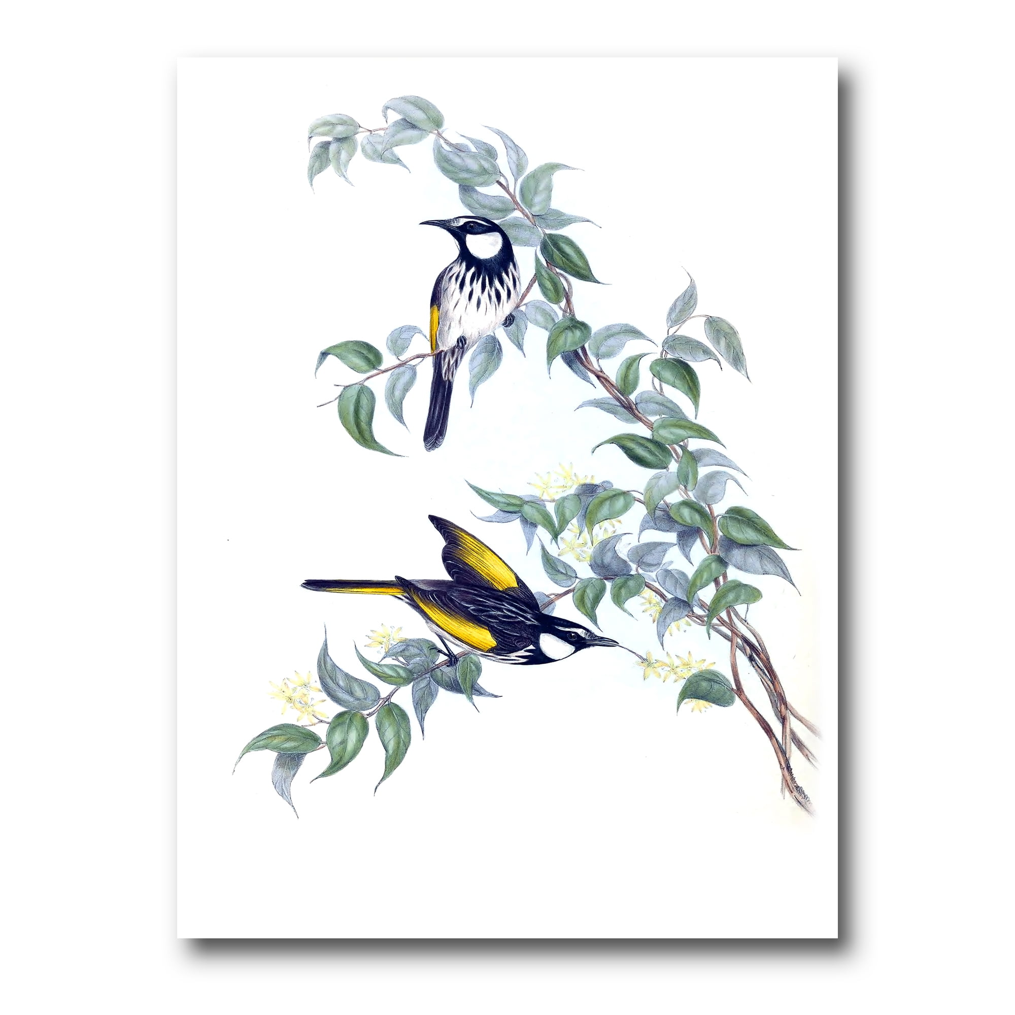Ancient Australian Birds On A Branch 8 in x 12 in Painting Canvas Art Print, by Designart