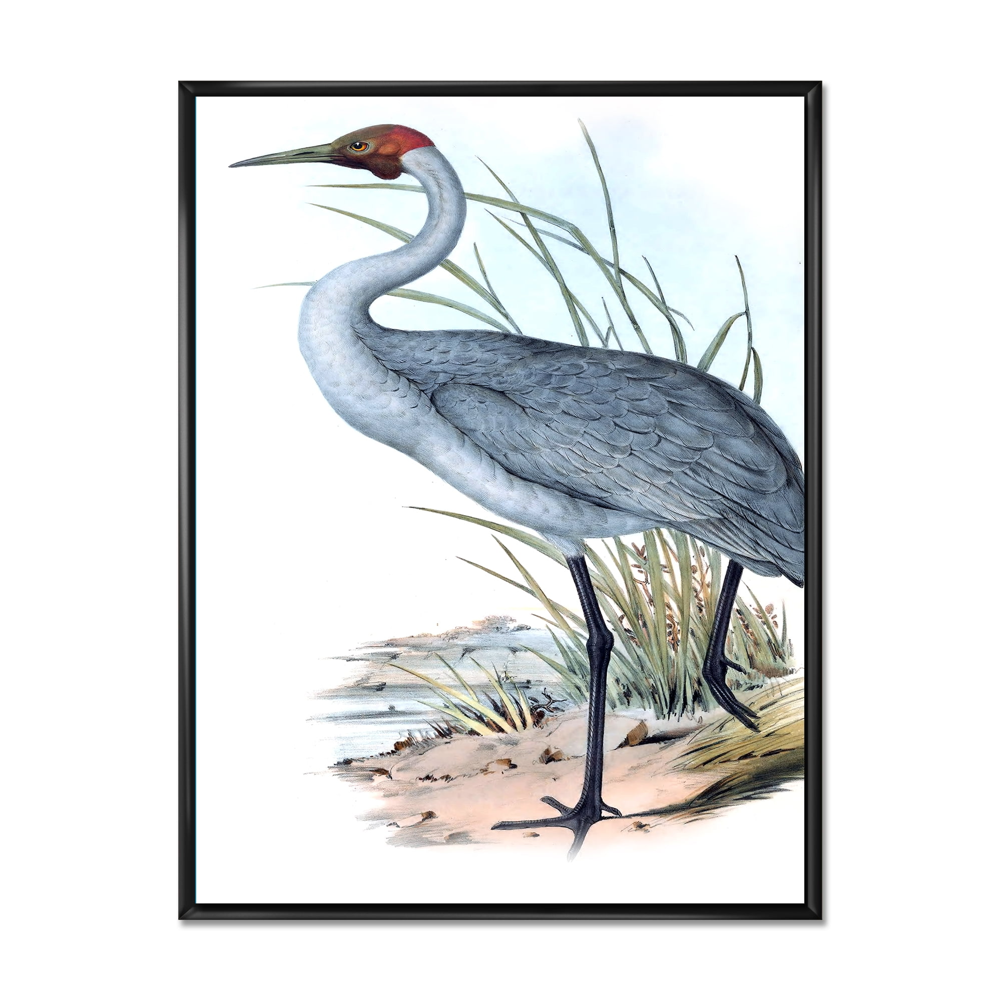 Ancient Australian Birds V 16 in x 32 in Framed Painting Canvas Art Print, by Designart