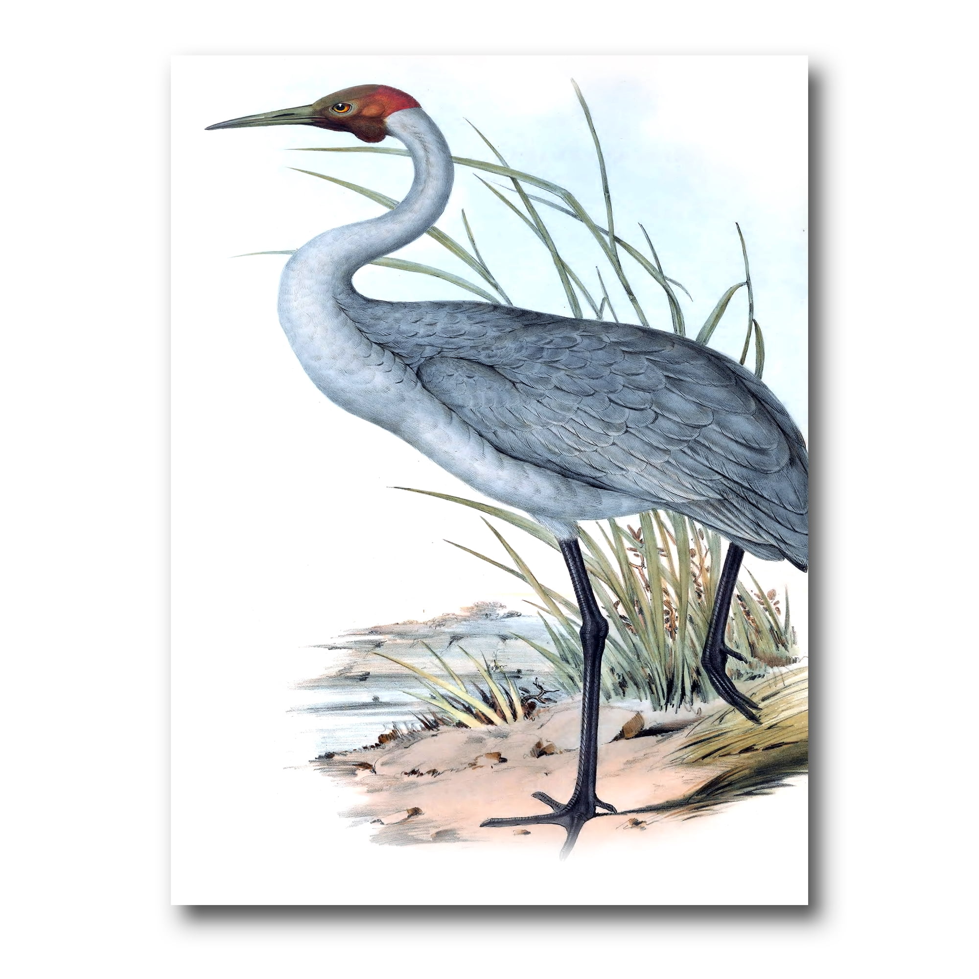 Ancient Australian Birds V 8 in x 12 in Painting Canvas Art Print, by Designart