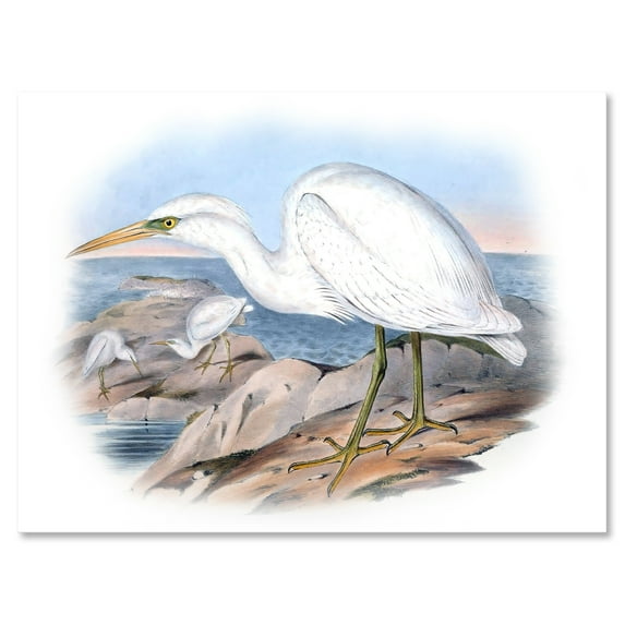 Ancient Australian Birds XIII 12 in x 8 in Painting Canvas Art Print, by Designart