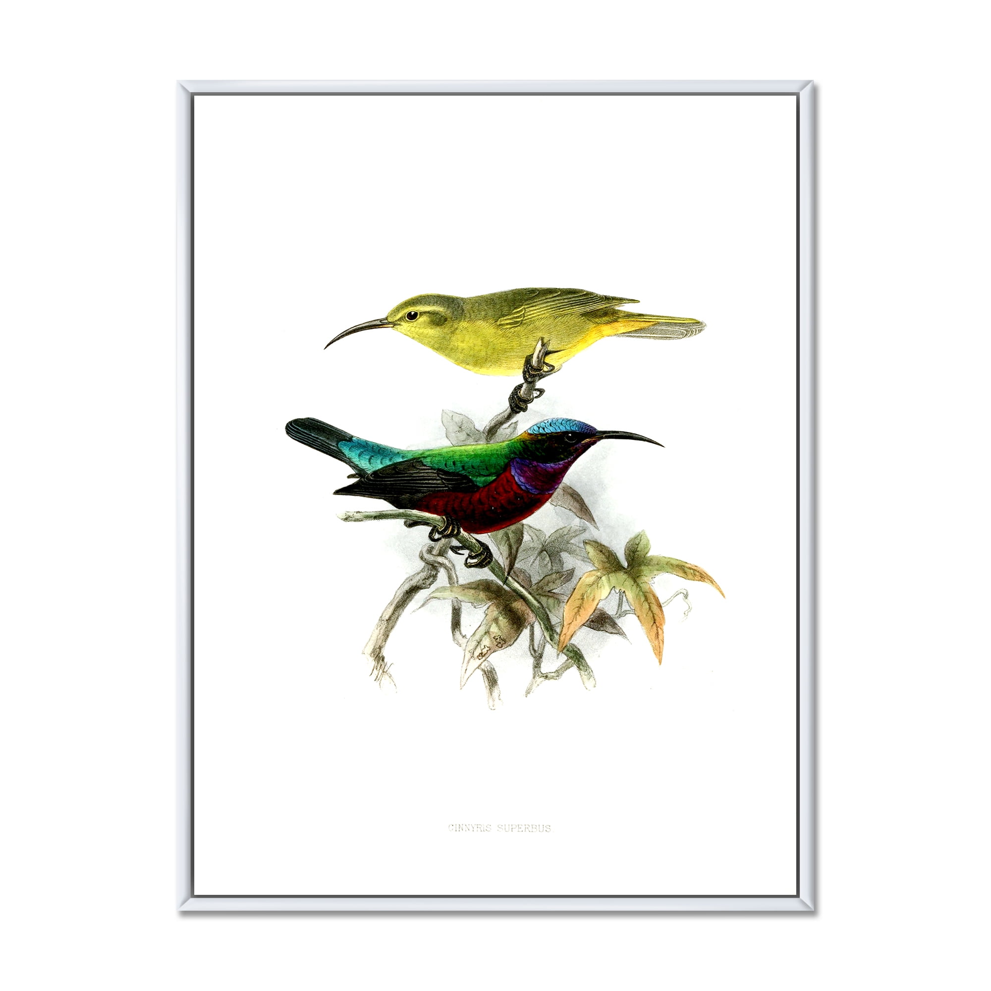 Ancient Australian Birds XV 12 in x 20 in Framed Painting Canvas Art Print, by Designart