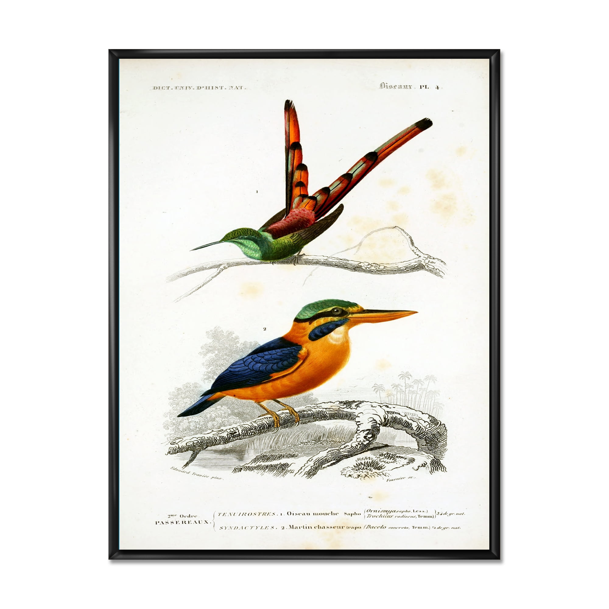 Ancient Bird I 30 in x 40 in Framed Painting Canvas Art Print, by Designart