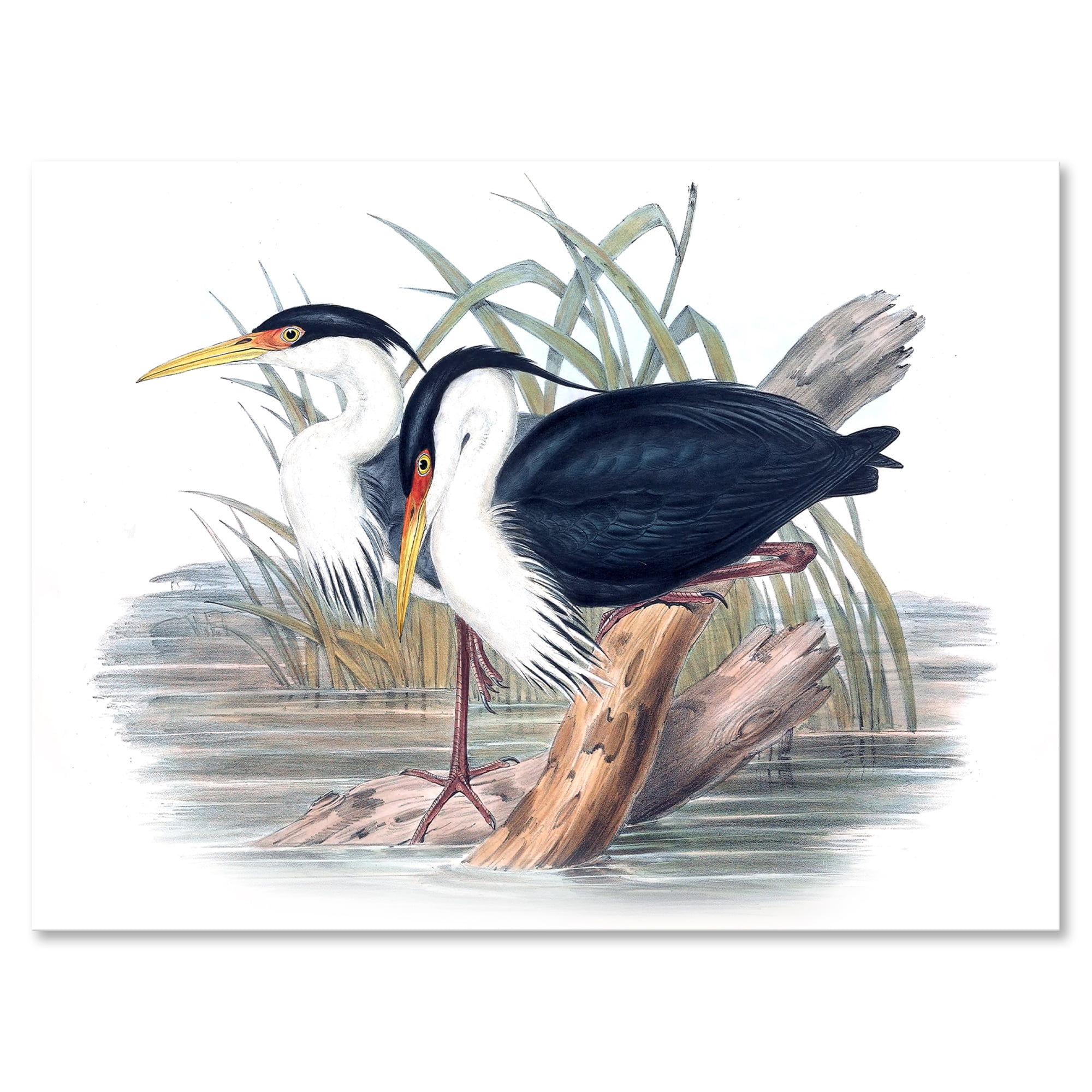 Ancient Bird Life II 8 in x 12 in Painting Canvas Art Print, by Designart
