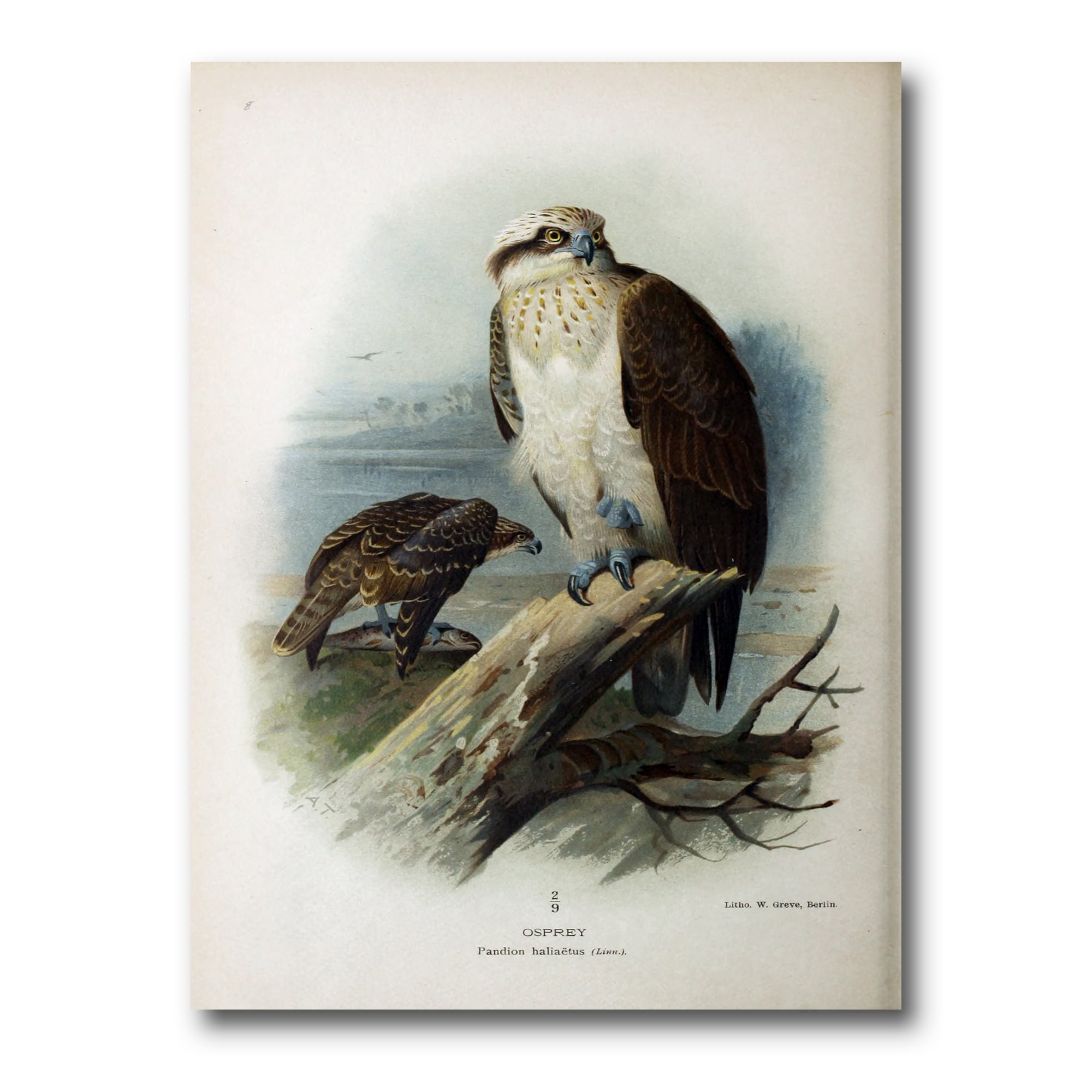Ancient Bird Life VI 12 in x 8 in Painting Canvas Art Print, by Designart