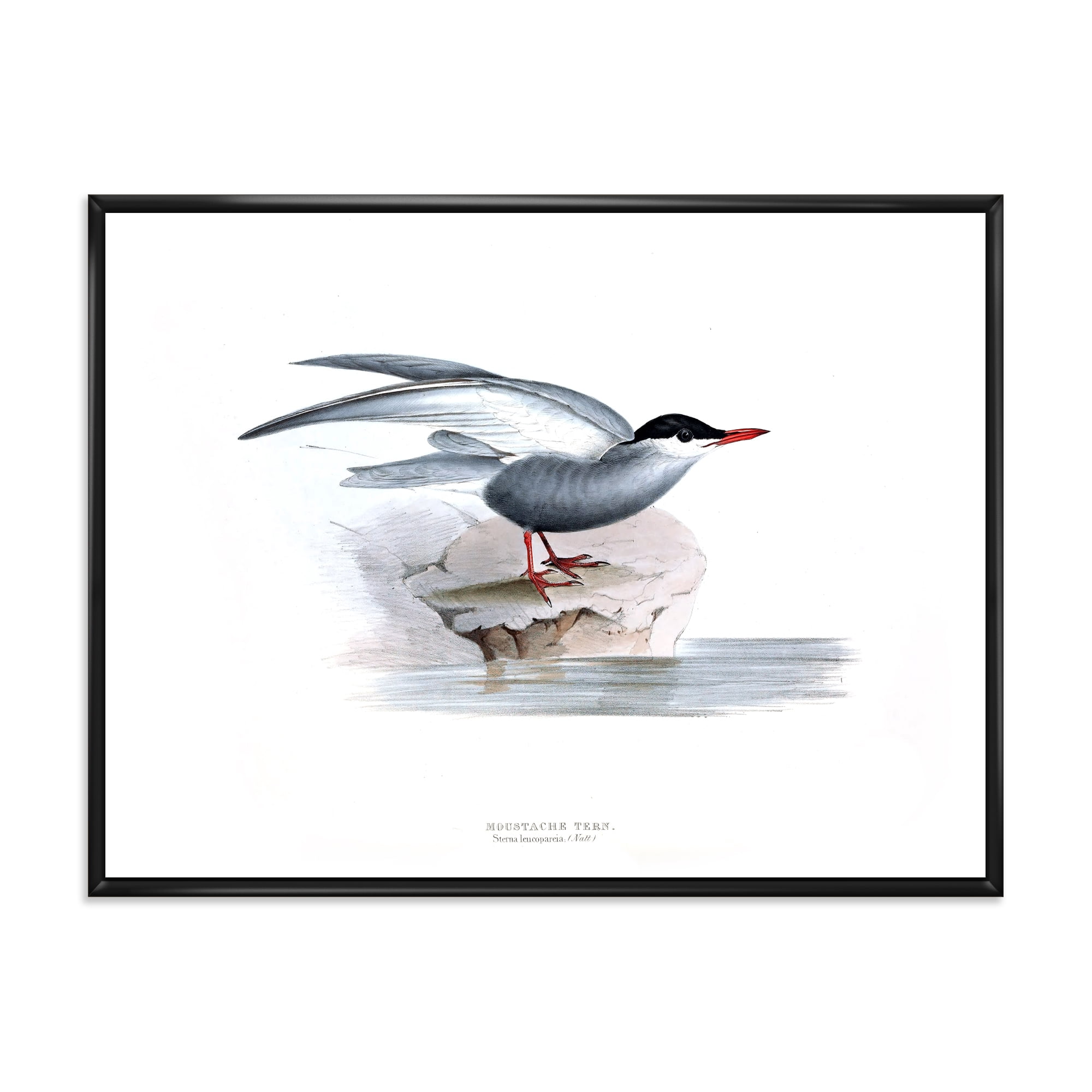 Ancient Bird Of Europe I 32 in x 16 in Framed Painting Canvas Art Print, by Designart