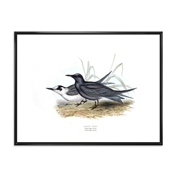 Ancient Bird Of Europe II 20 in x 12 in Framed Painting Canvas Art Print, by Designart