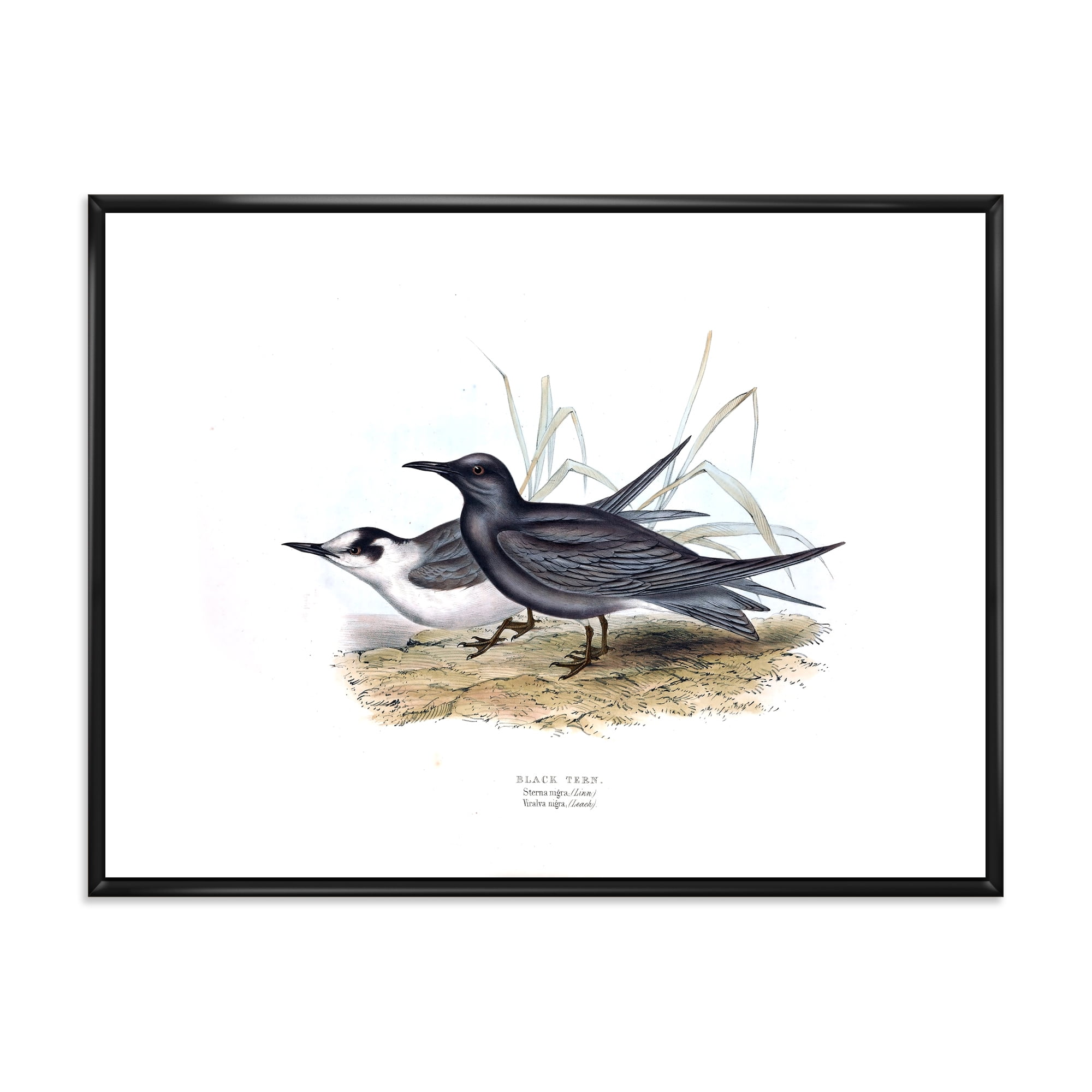 Ancient Bird Of Europe II 32 in x 24 in Framed Painting Canvas Art Print, by Designart