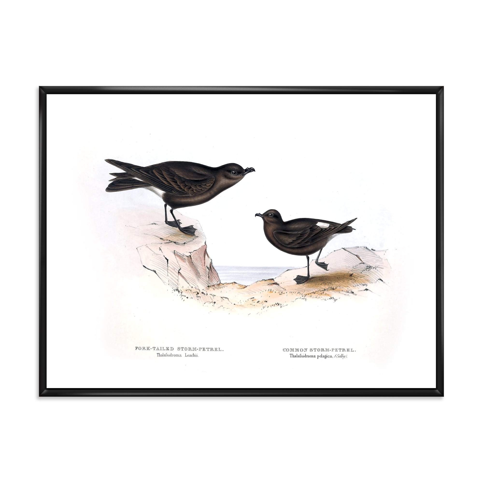 Ancient Bird Of Europe III 32 in x 16 in Framed Painting Canvas Art Print, by Designart