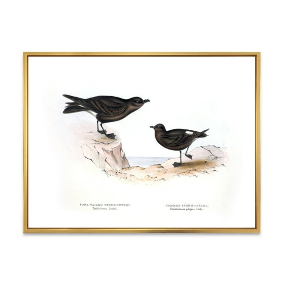 Ancient Bird Of Europe III 32 in x 24 in Framed Painting Canvas Art Print, by Designart