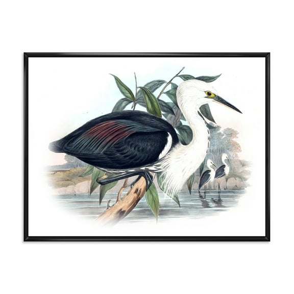 Ancient Birds Of Australia 20 in x 12 in Framed Painting Canvas Art Print, by Designart