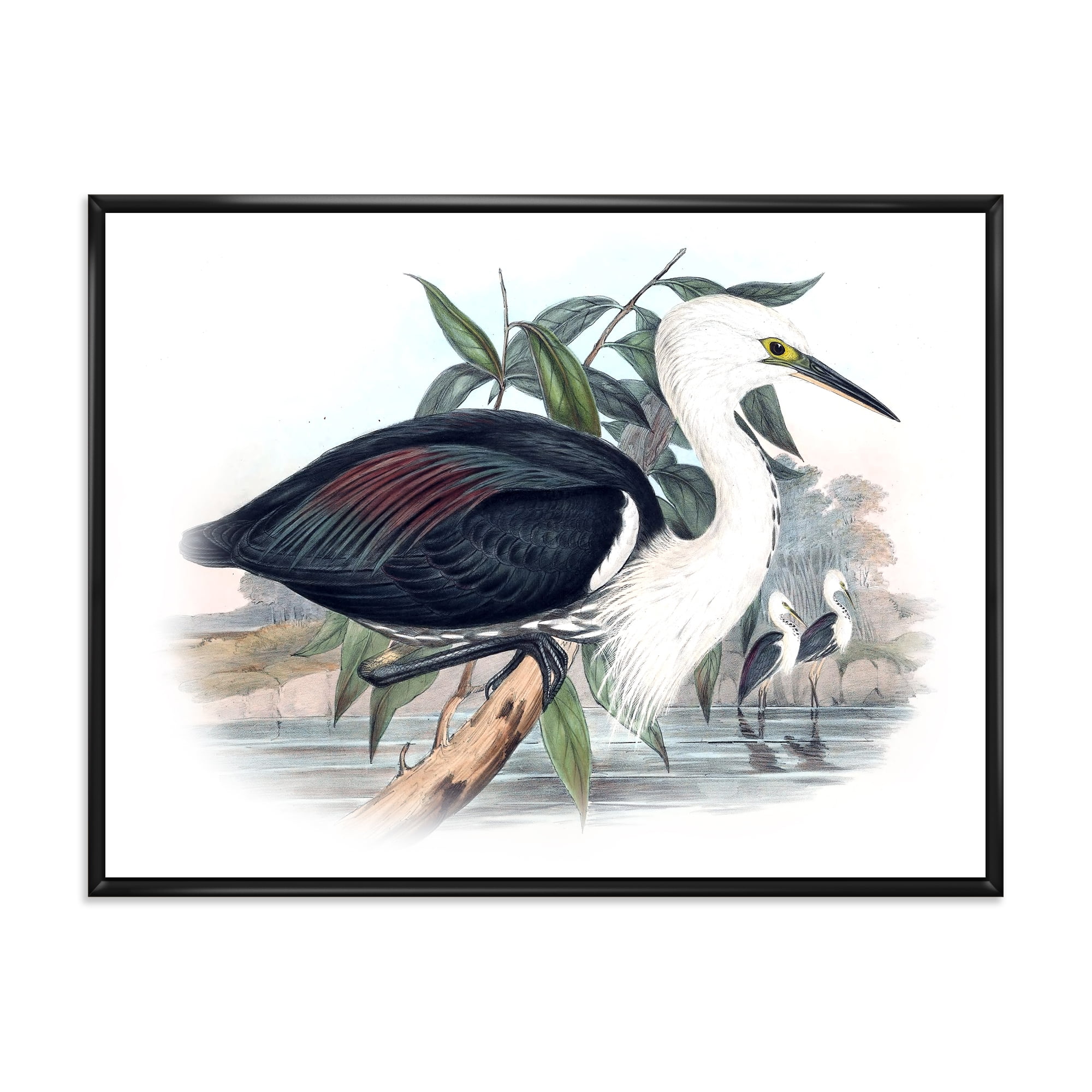 Ancient Birds Of Australia 32 in x 16 in Framed Painting Canvas Art Print, by Designart
