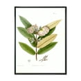thumbnail image 1 of Ancient Blossoming Flower II 12 in x 20 in Framed Painting Canvas Art Print, by Designart, 1 of 5