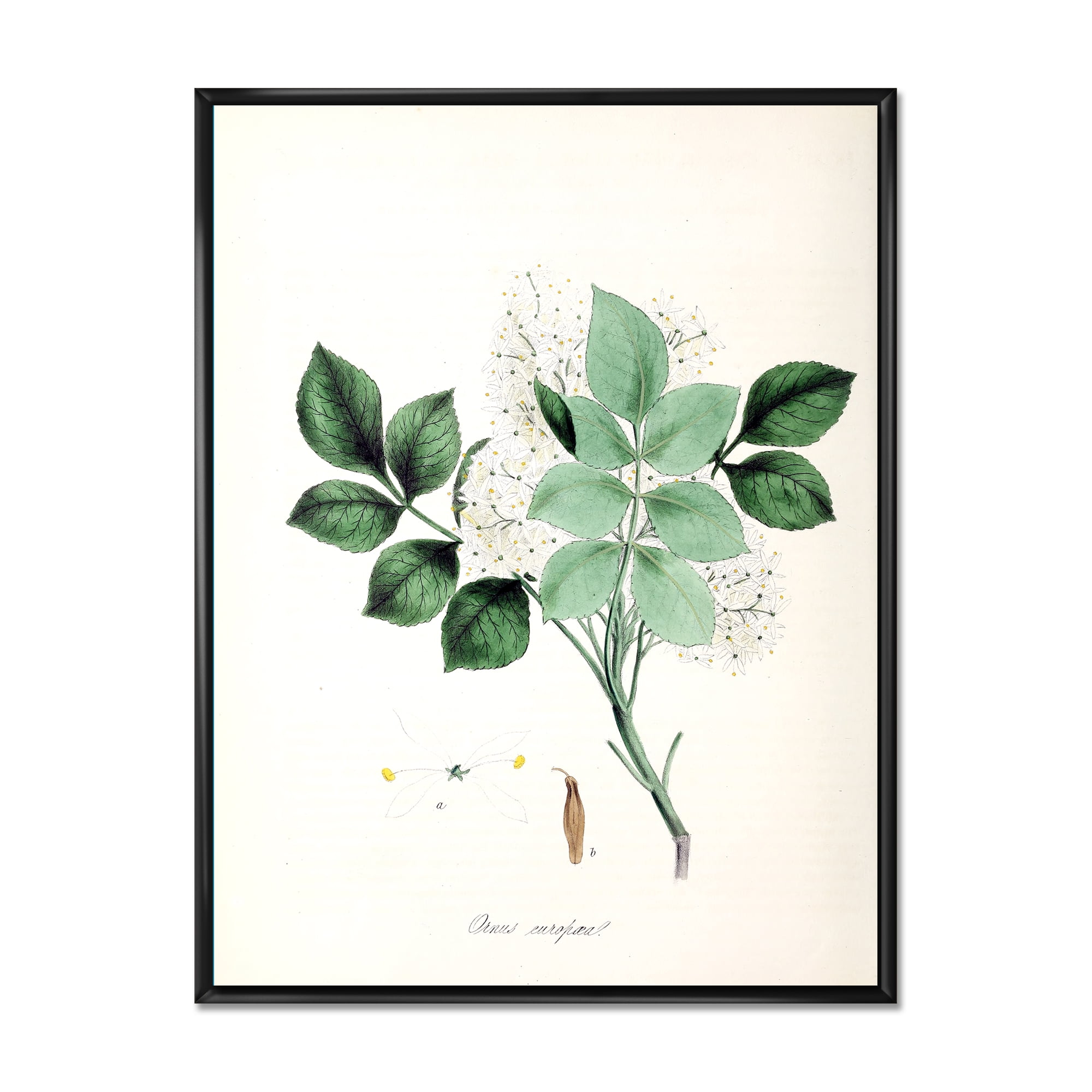 Ancient Blossoming Flower IV 16 in x 32 in Framed Painting Canvas